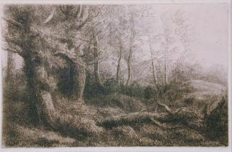 Woodland Scene