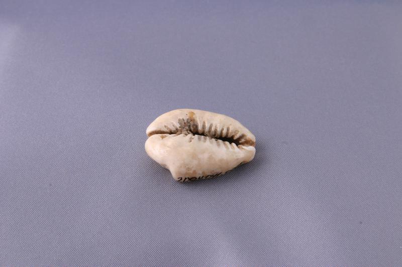 Cowry Shell Money