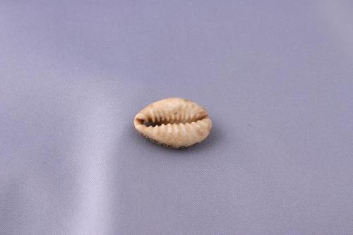 Cowry Shell Money