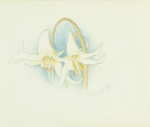 Untitled: sketch of two lilies