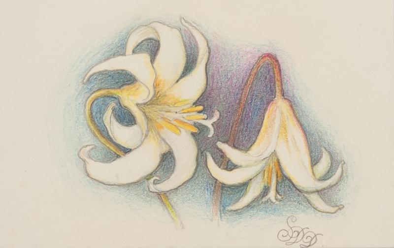 Untitled: sketch of two lilies