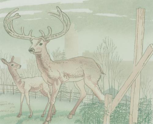 "Deer" Stanley Park, Vancouver, BC