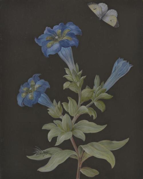 Gentians