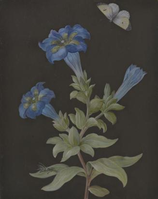 Gentians