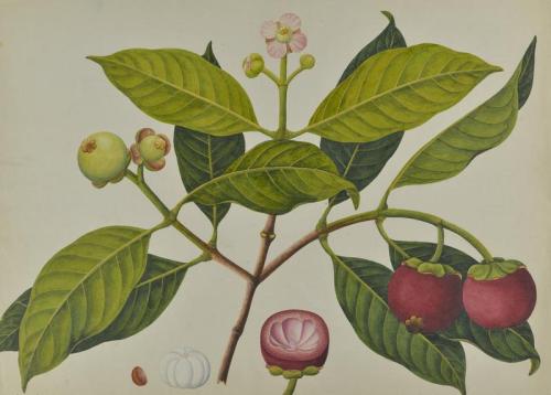 Untitled: painting of mangosteen fruit