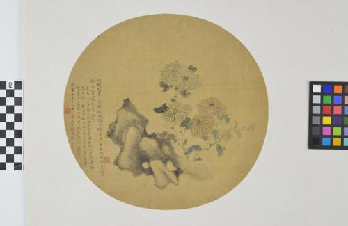 Untitled (Chrysanthemum and rock)