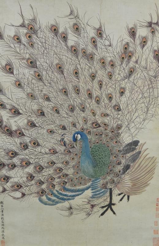 Peacock