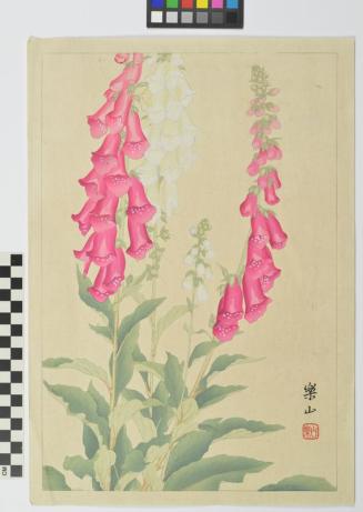 Foxglove