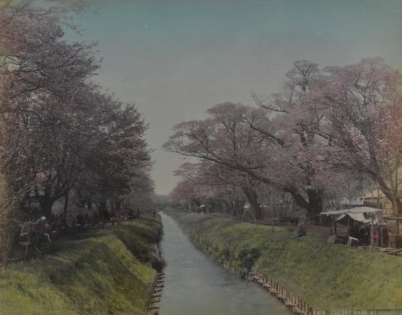 629 Cherry Bank at Koganei