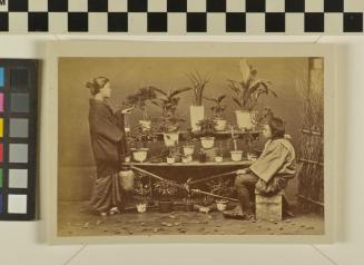 Untitled (Plant sellers stall)