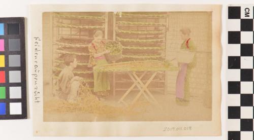 untitled (feeding silkworms)