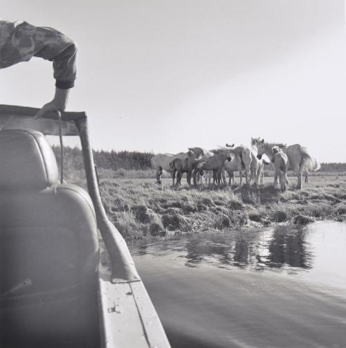 Wild Horses, Pleistocene Park, Russia