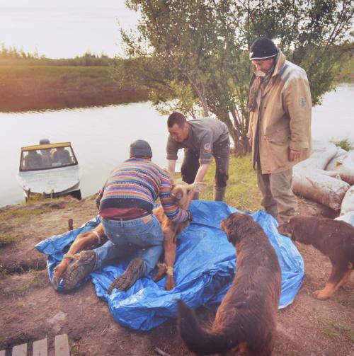 Moose Rescue, Pleistocene Park, Russia