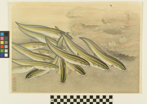 Striped catfish