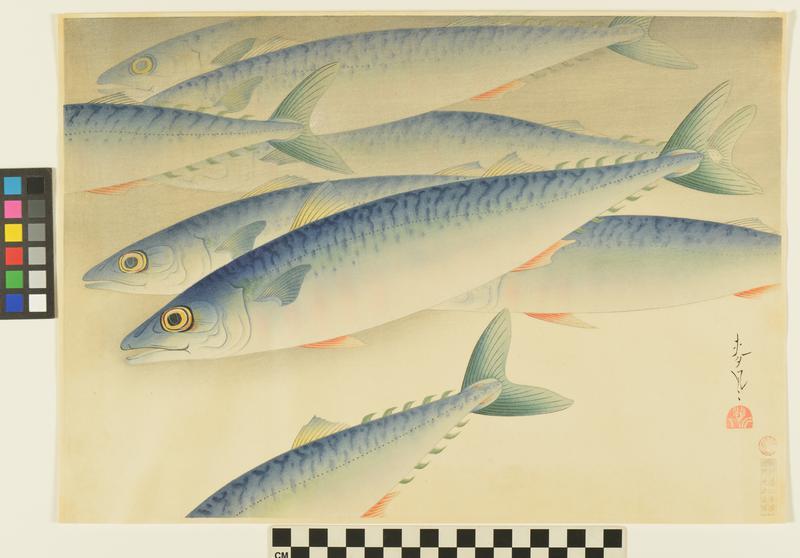 Mackerel