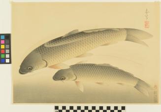 Black Carp