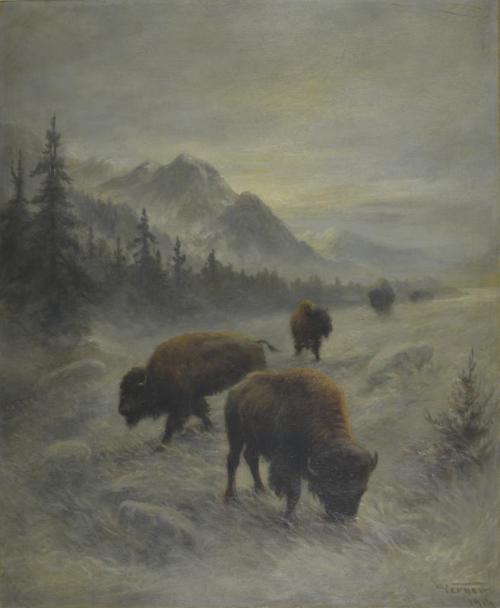 Buffalo in the Foothills