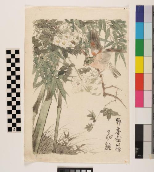 Brambling, Rose and Bamboo