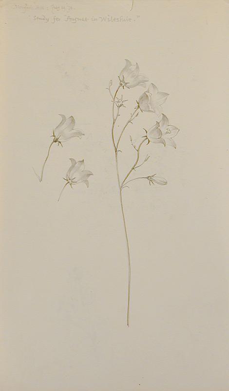 Studies for August in Wiltshire