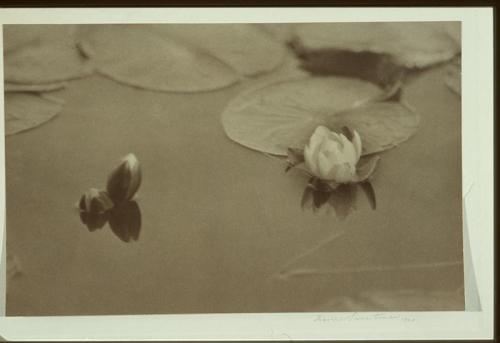 Waterlilies on Water