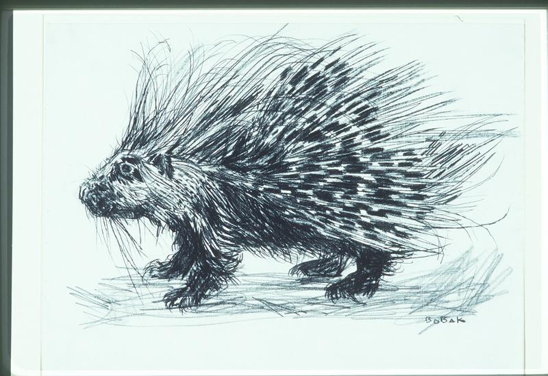 Porcupine