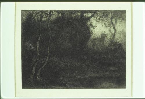 Woodland Scene