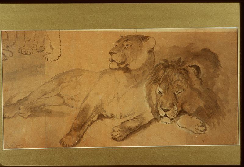 Lion and Lioness