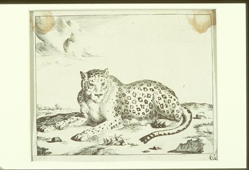 Reclining Leopard