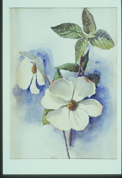 Untitled (Dogwood)