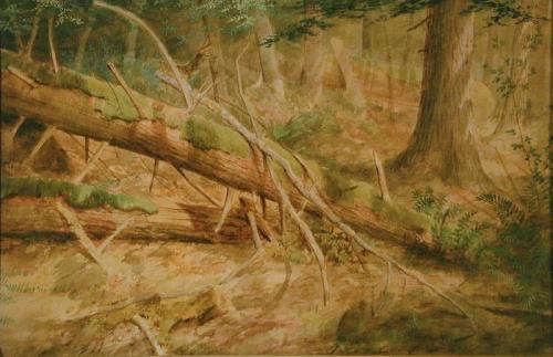 Woodland Scene