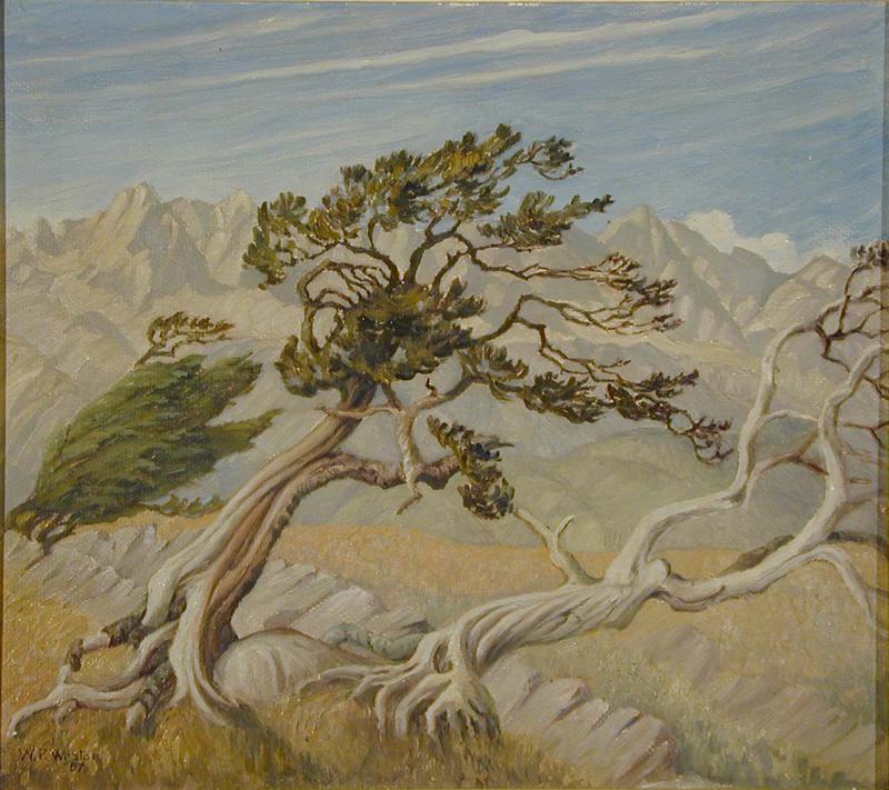 Crow's Nest Pass, Windswept Trees