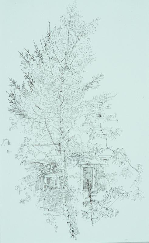 Silver Birch Garden