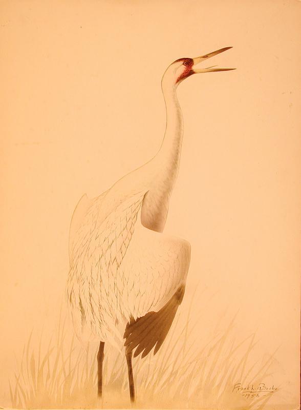 Whooping Crane