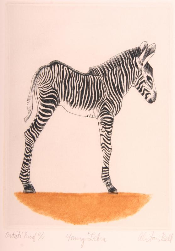 Young Zebra