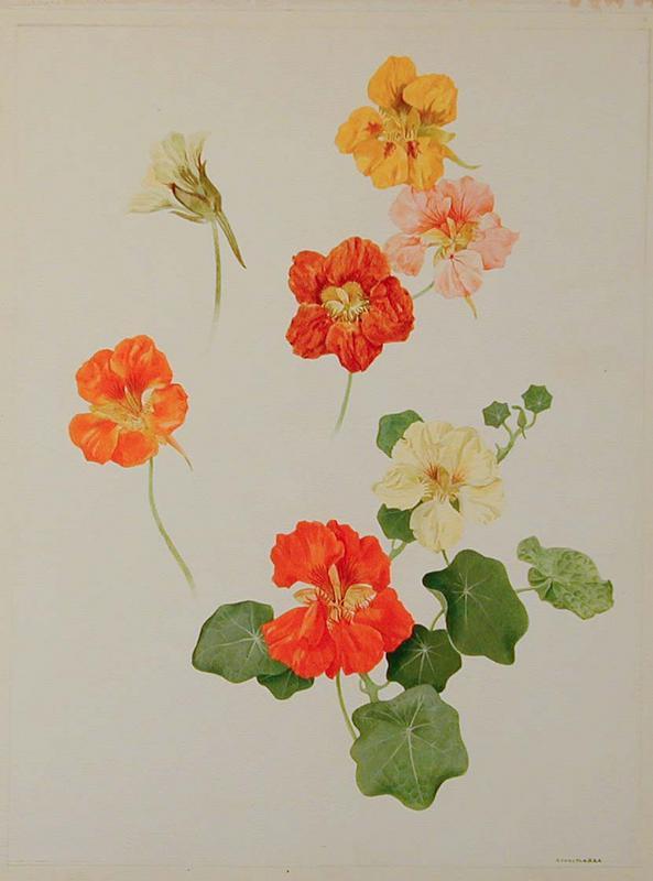 Nasturtiums