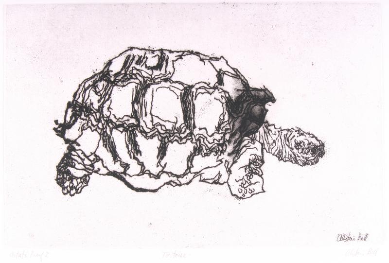 Tortoise