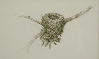 Nest of the Rufous Hummingbird